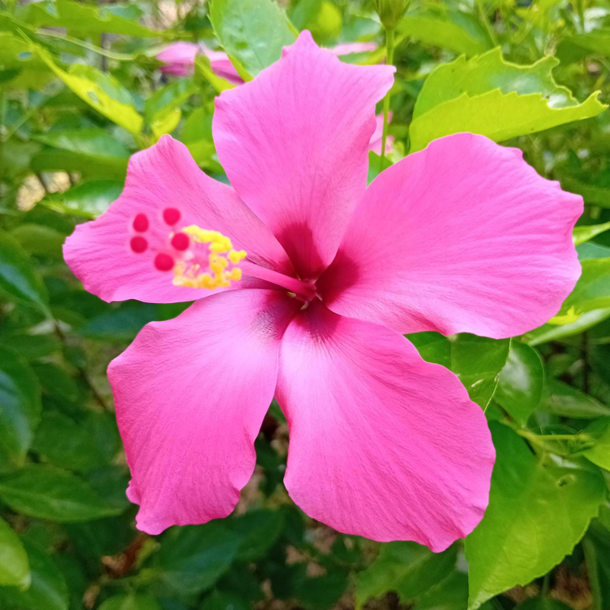 Budi Sun Resort 마우메레 외부 사진